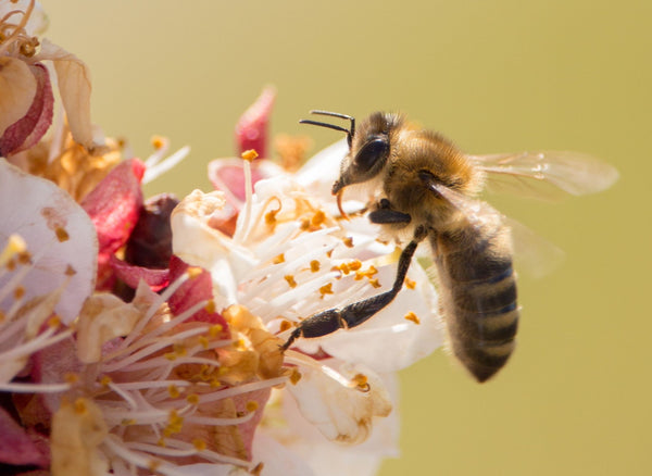 Beautiful Bees And Their Amazing Gifts To Us | Power Skin Solutions