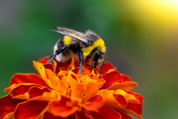 Can bee venom in natural skin care really build collagen fast?